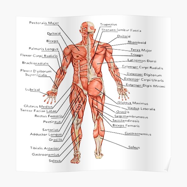 Decoracion Sistema Muscular Redbubble - muscles y musculos roblox