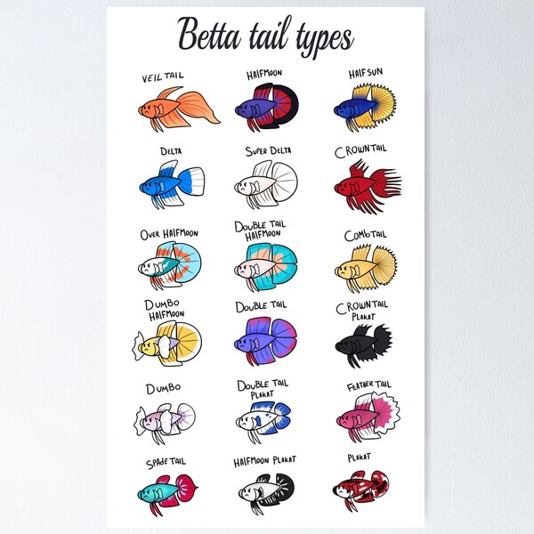 Betta fish color outlet types