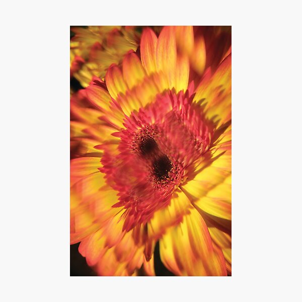 K Flower Yellow Photographic Print