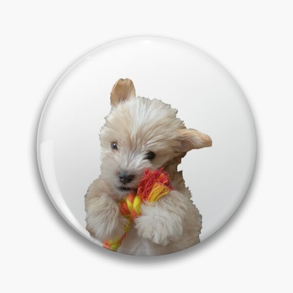 Artikelvorschau, Netter Maltipoo Welpe entworfen und verkauft von Tara R.