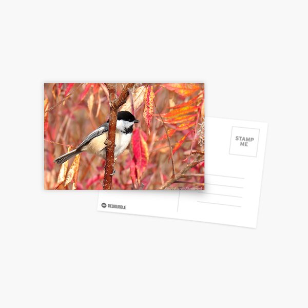 Chickadee in Sumac Postcard