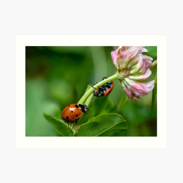 Ladybugs Art Print