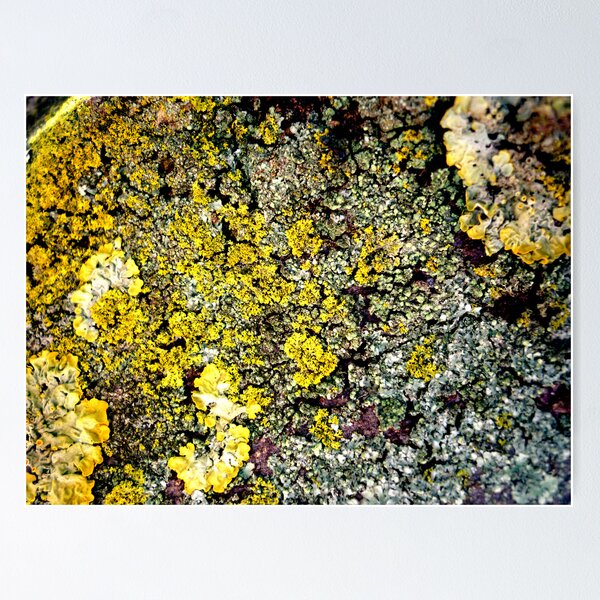 Item preview, Lichen # 2 designed and sold by Frederick James Norman.