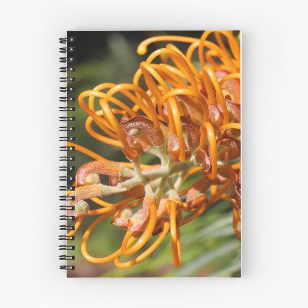 Item preview, Grevillea robusta 01 designed and sold by kevin Chippindall.