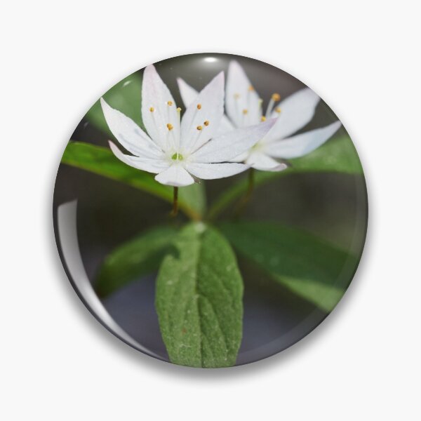 Item preview, Arctic starflower 6 designed and sold by Jouko Lehto Photography.