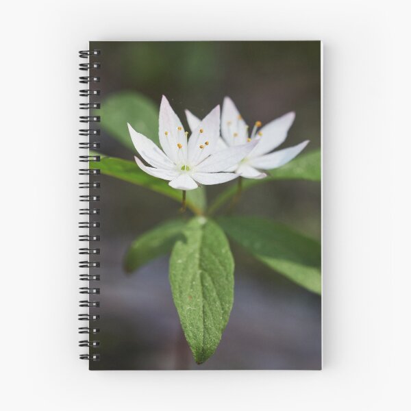 Item preview, Arctic starflower 6 designed and sold by Jouko Lehto Photography.