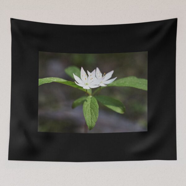 Item preview, Arctic starflower 6 designed and sold by Jouko Lehto Photography.