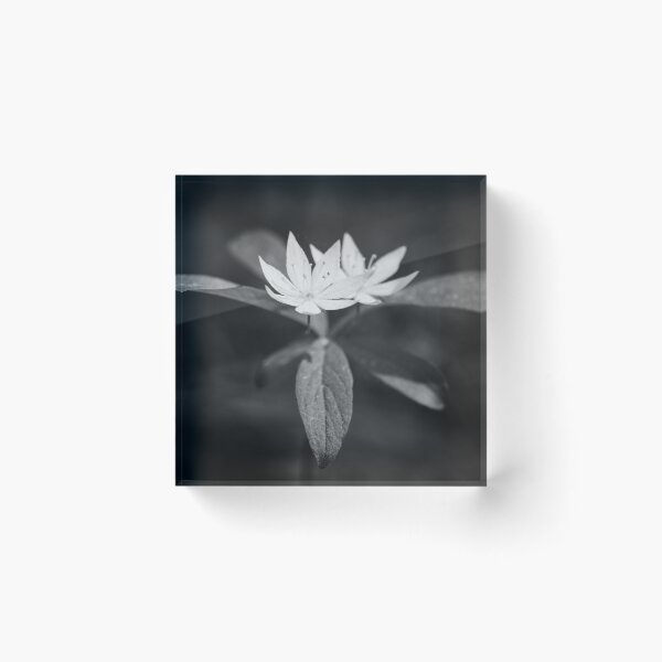Item preview, Arctic starflower 6 bw designed and sold by Jouko Lehto Photography.