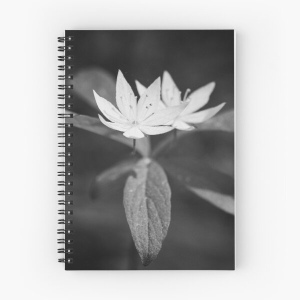 Item preview, Arctic starflower 6 bw designed and sold by Jouko Lehto Photography.