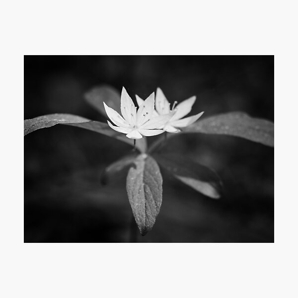 Item preview, Arctic starflower 6 bw designed and sold by Jouko Lehto Photography.