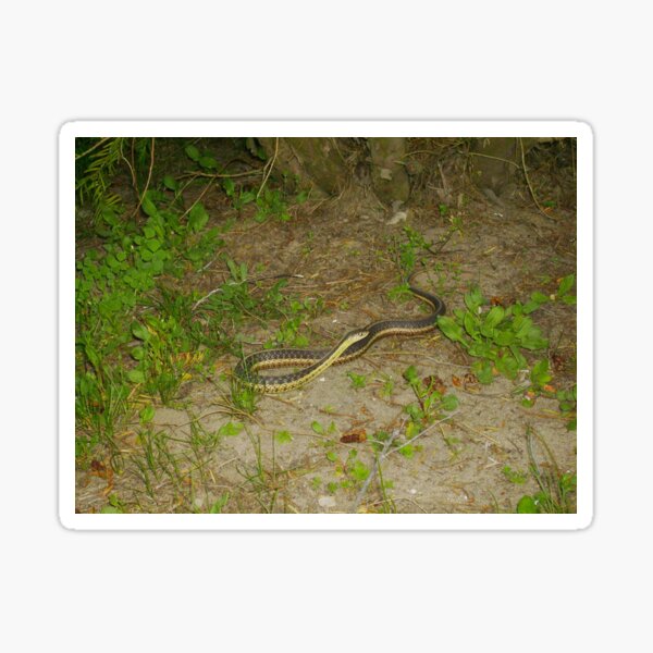 Item preview, Snake Under The Bush  designed and sold by TKUsitalo.