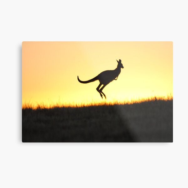 The Aussie Icon - Kangaroo - Whittlesea, Victoria Metal Print