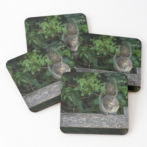 Item preview, Squirrel on post designed and sold by DraycottPhoto.