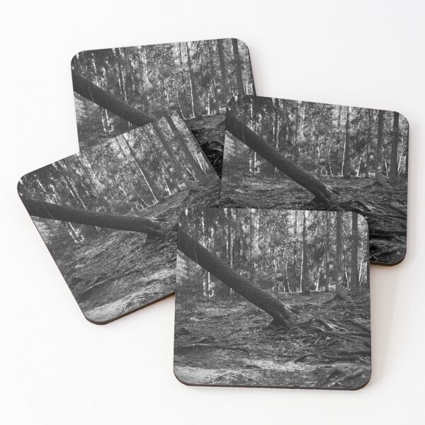 Item preview, The Overused Path with Roots BW. Kauppi, Tampere designed and sold by Jouko Lehto Photography.