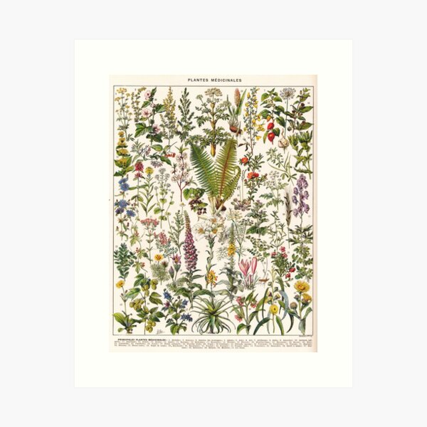 Adolphe Millot - Plantes Medicinales B - French vintage poster Art Print