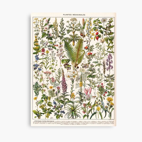 Adolphe Millot - Plantes Medicinales B - French vintage poster Canvas Print