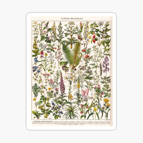 Adolphe Millot - Plantes Medicinales B - French vintage poster Sticker