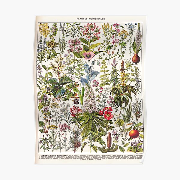 Adolphe Millot - Plantes Medicinales A - French vintage poster Poster
