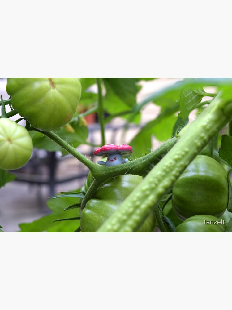 Ponderosa Beefsteak Tomato