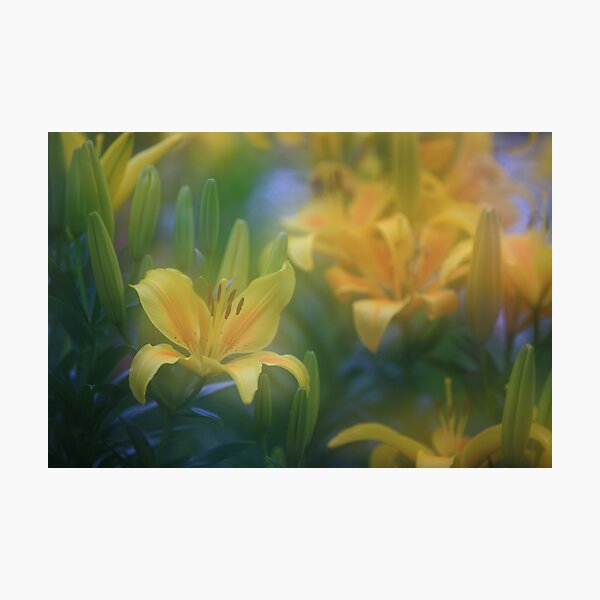 "lillium world..." Photographic Print