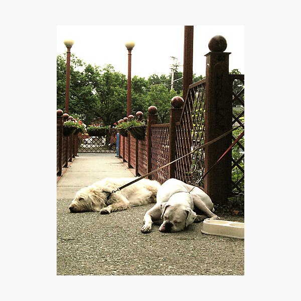 Doggone tired Photographic Print