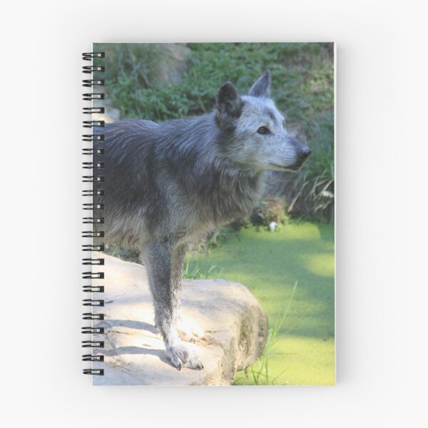 Item preview, Grey wolf in the water swamp designed and sold by EstelleRossetti.