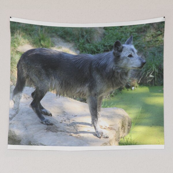 Item preview, Grey wolf in the water swamp designed and sold by EstelleRossetti.