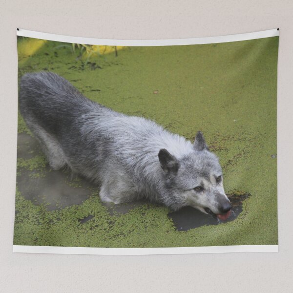 Item preview, Grey wolf in the water swamp designed and sold by EstelleRossetti.