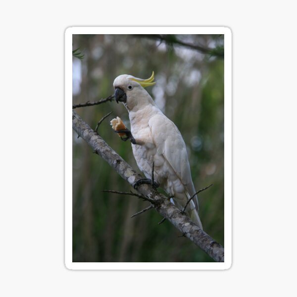 Sulphur Crested Cockatoo Sticker