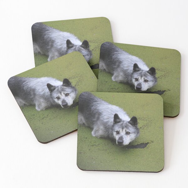Item preview, Grey wolf in the water swamp designed and sold by EstelleRossetti.