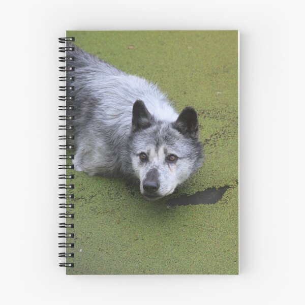 Item preview, Grey wolf in the water swamp designed and sold by EstelleRossetti.