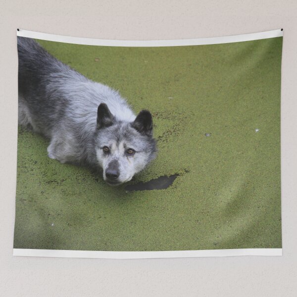 Item preview, Grey wolf in the water swamp designed and sold by EstelleRossetti.