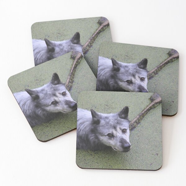 Item preview, Grey wolf in the water swamp designed and sold by EstelleRossetti.