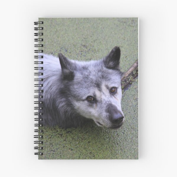 Item preview, Grey wolf in the water swamp designed and sold by EstelleRossetti.
