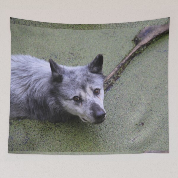 Item preview, Grey wolf in the water swamp designed and sold by EstelleRossetti.