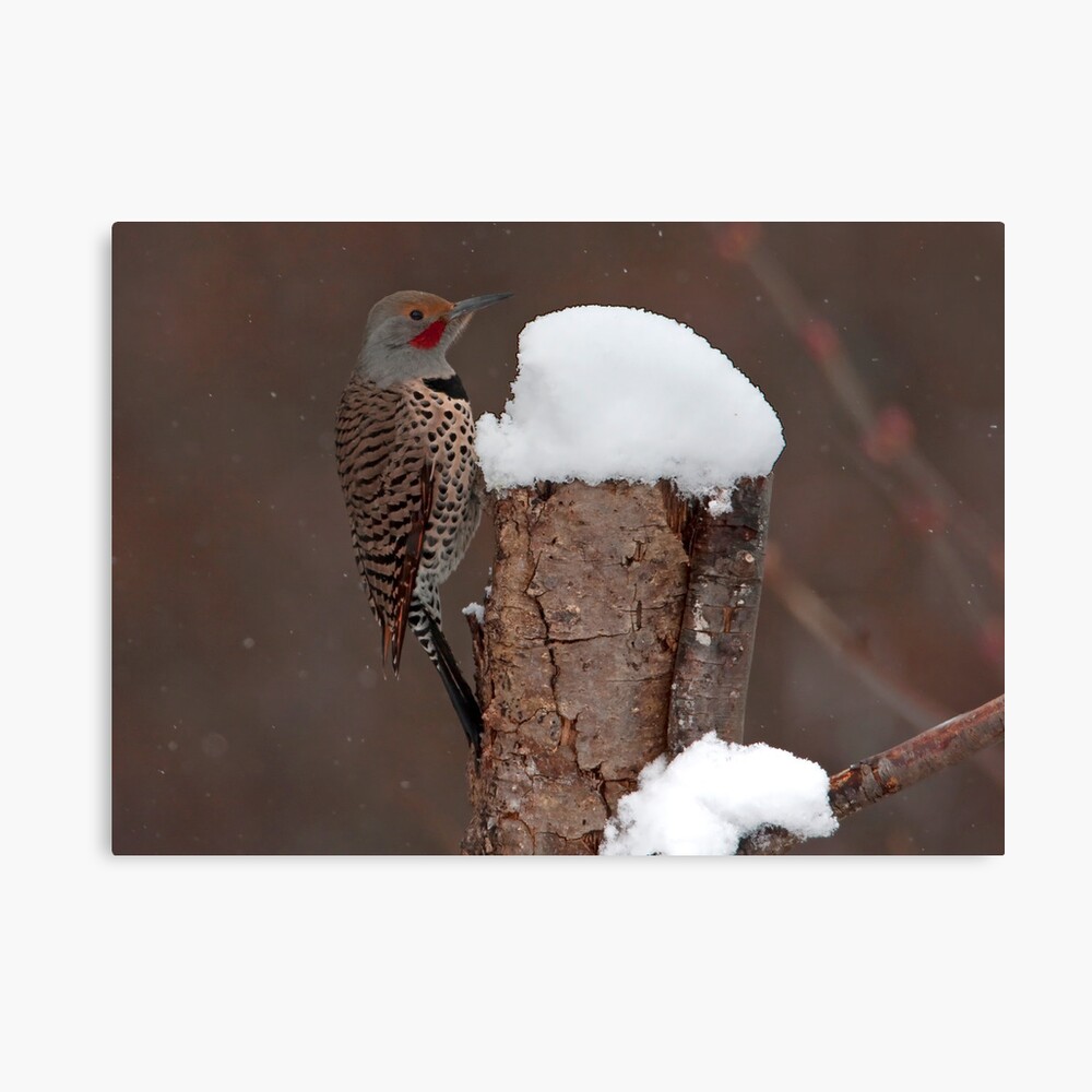 Flicker in the Snow Canvas Print