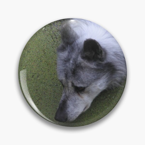 Item preview, Grey wolf in water swamp designed and sold by EstelleRossetti.