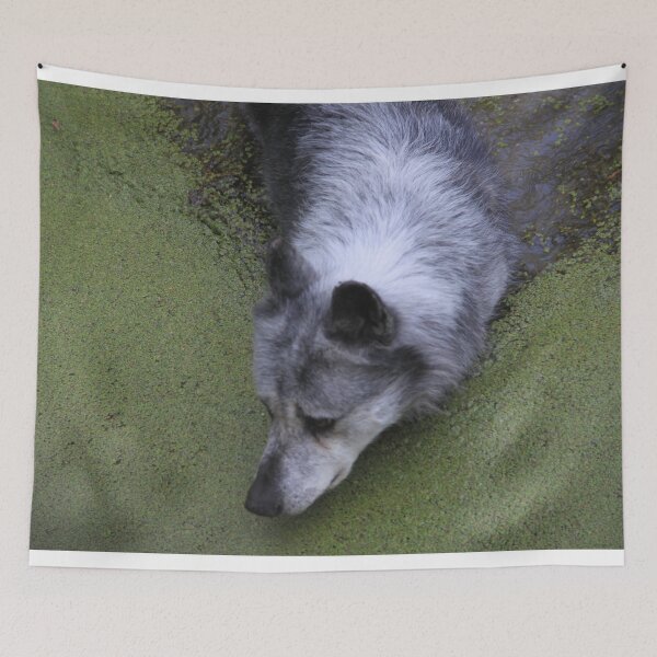 Item preview, Grey wolf in water swamp designed and sold by EstelleRossetti.