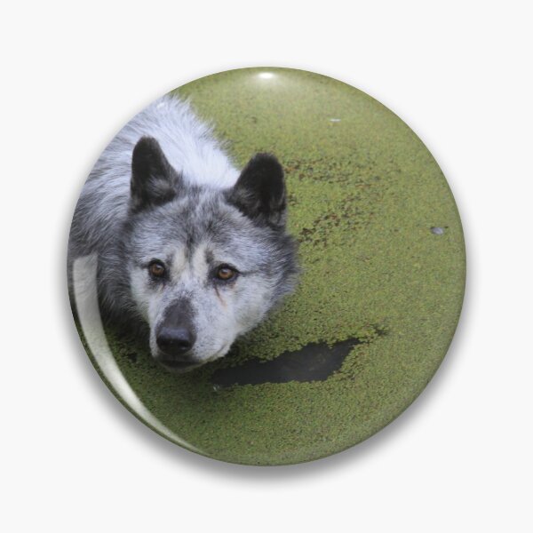 Item preview, Grey wolf in the water swamp designed and sold by EstelleRossetti.