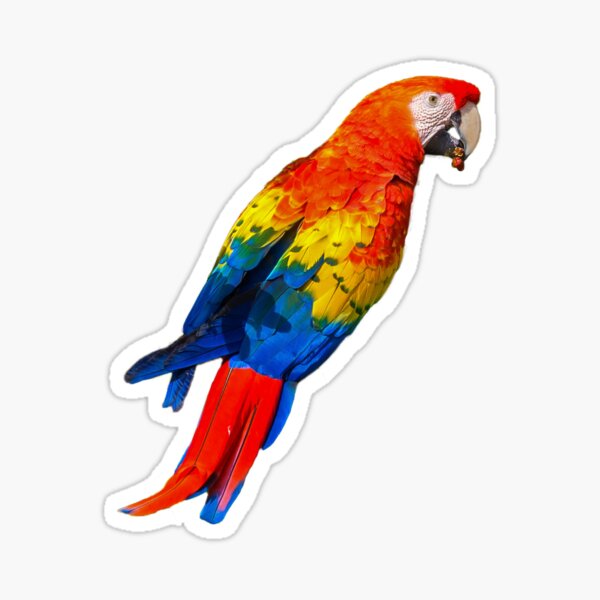 Item preview, Parrot designed and sold by iCimages.net.