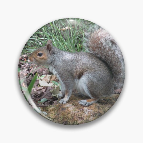 Item preview, Grey squirrel designed and sold by joshuarainbird.