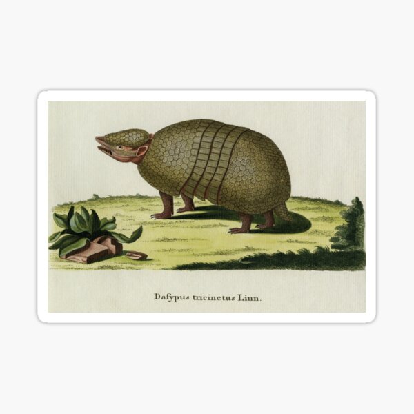 “Brazilian three-banded armadillo in 18th century engraving” Sticker