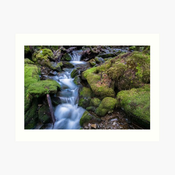 Little Fisher River, Tasmania Art Print