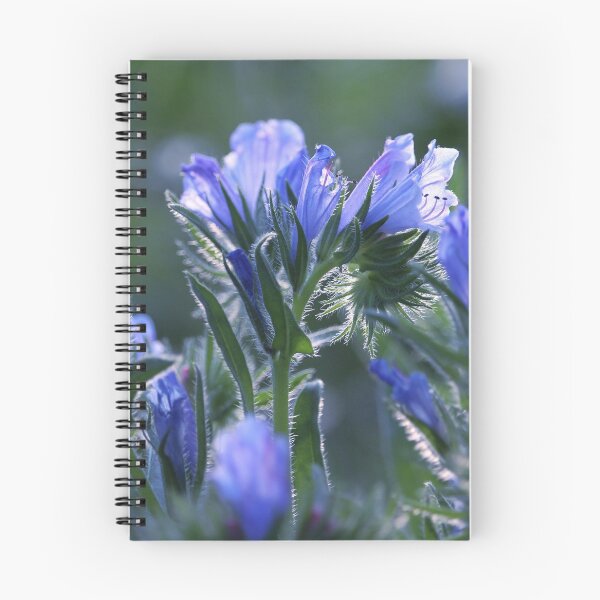 Item preview, Beautiful Blue Backlit Echium Flowers  designed and sold by Imladris01.