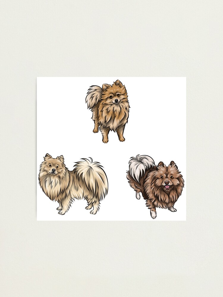 Fluffy German Dogs Collection German Spitz Mittel German Spitz