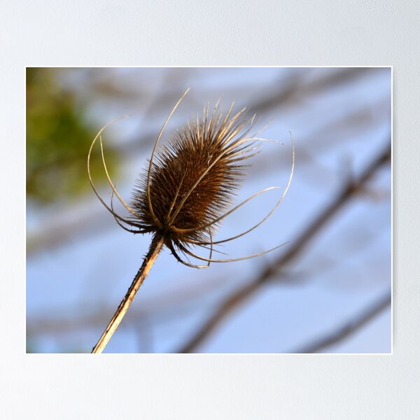Item preview, Teasel - Lyme.Dorset UK designed and sold by lynn carter.