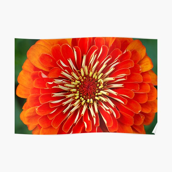 Red passion Poster