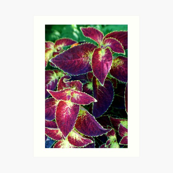 A bit of wildness Art Print