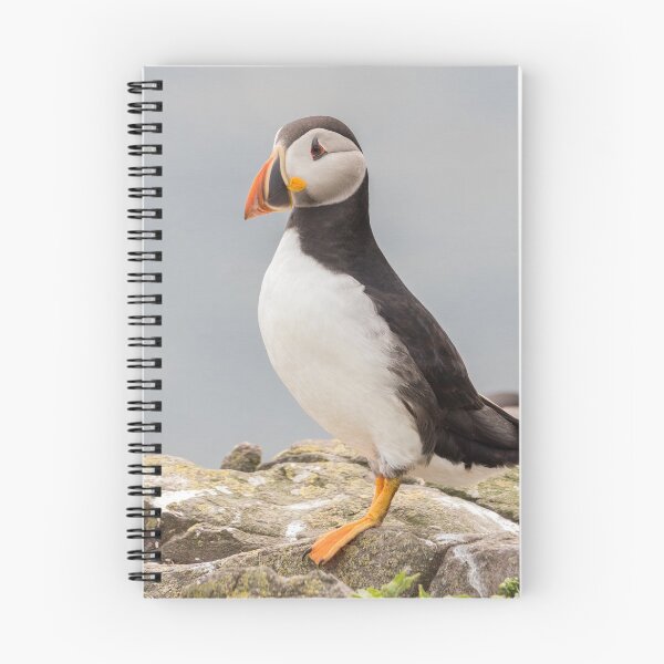 Item preview, Puffin bird on the rocks designed and sold by HaleyRedshaw.