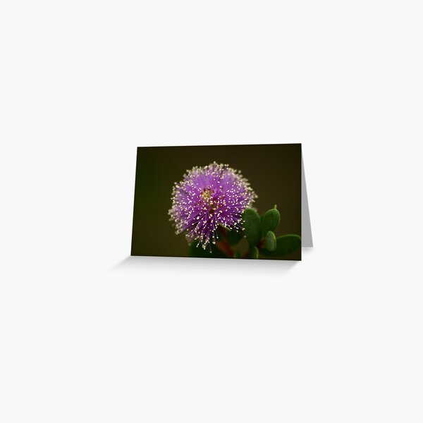 Purple Showy Honey-Myrtle (Melaleuca) Greeting Card